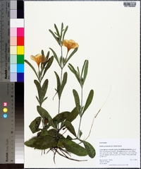 Ruellia caroliniensis image