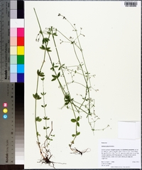 Galium pilosum image