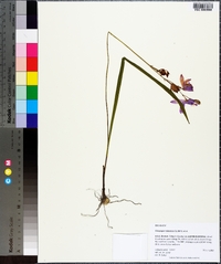 Calopogon tuberosus image