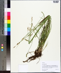 Carex longii image