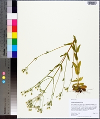 Sabatia quadrangula image