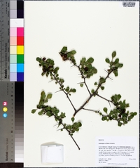 Crataegus uniflora image