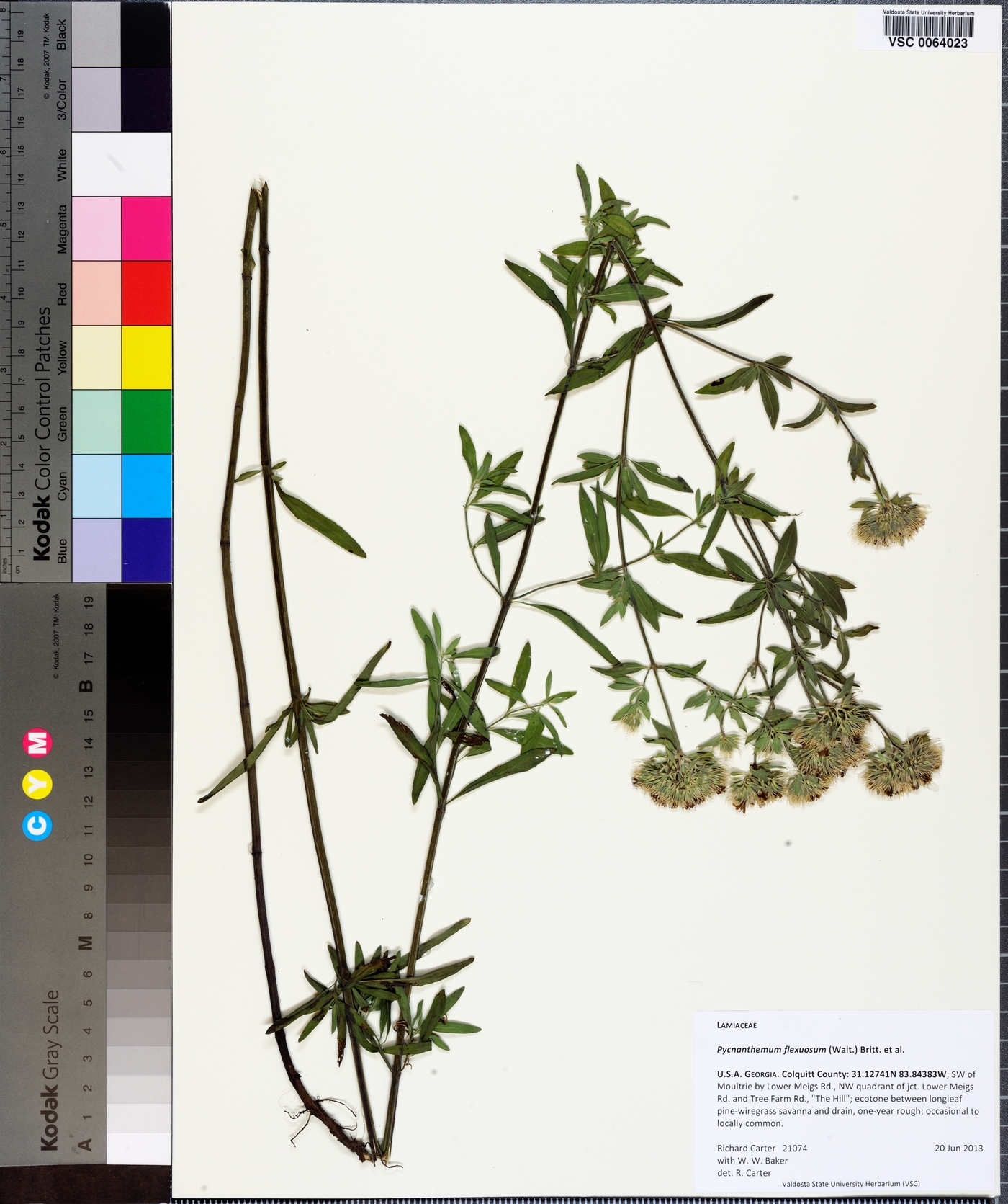 Pycnanthemum flexuosum image