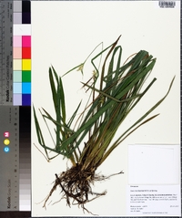 Carex lonchocarpa image