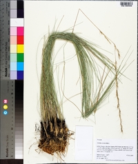 Aristida stricta image