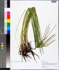 Eleocharis robbinsii image