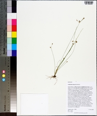 Fimbristylis annua image