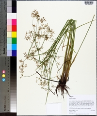 Cyperus haspan image