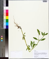 Richardia scabra image