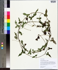 Ipomoea pandurata image