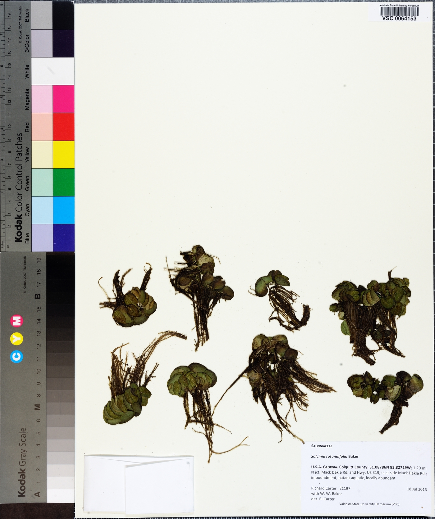 Salvinia minima image