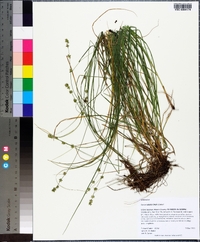 Carex radiata image