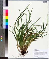 Carex abscondita image