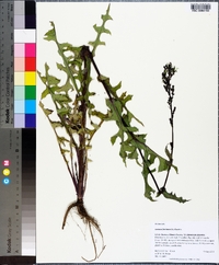 Lactuca floridana image