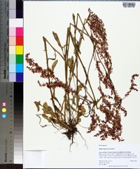 Rumex hastatulus image