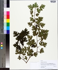 Crataegus marshallii image