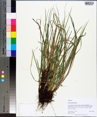 Carex basiantha image