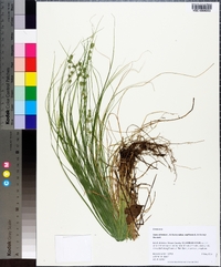 Carex atlantica subsp. capillacea image