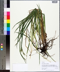 Carex oxylepis image