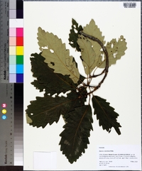 Quercus montana image