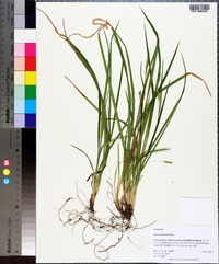 Carex striatula image