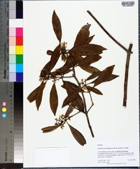 Osmanthus americanus image