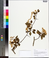 Crataegus viridis image