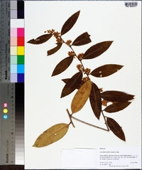 Leucothoe axillaris image