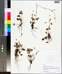 Potentilla canadensis image