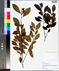 Ilex coriacea image