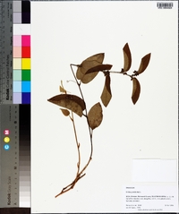 Smilax pumila image