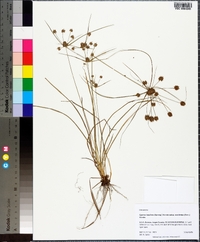 Cyperus lupulinus image