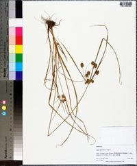 Cyperus retrorsus image