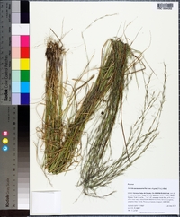 Aristida purpurascens image