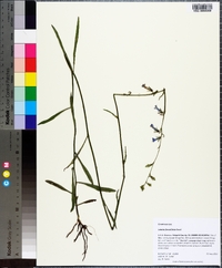 Lobelia glandulosa image