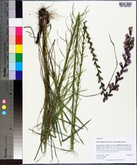 Liatris spicata image