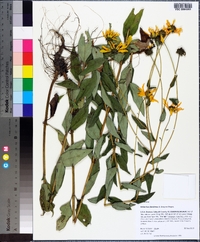 Helianthus floridanus image