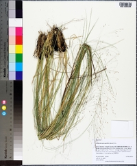 Muhlenbergia capillaris image