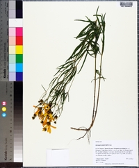 Coreopsis delphiniifolia image