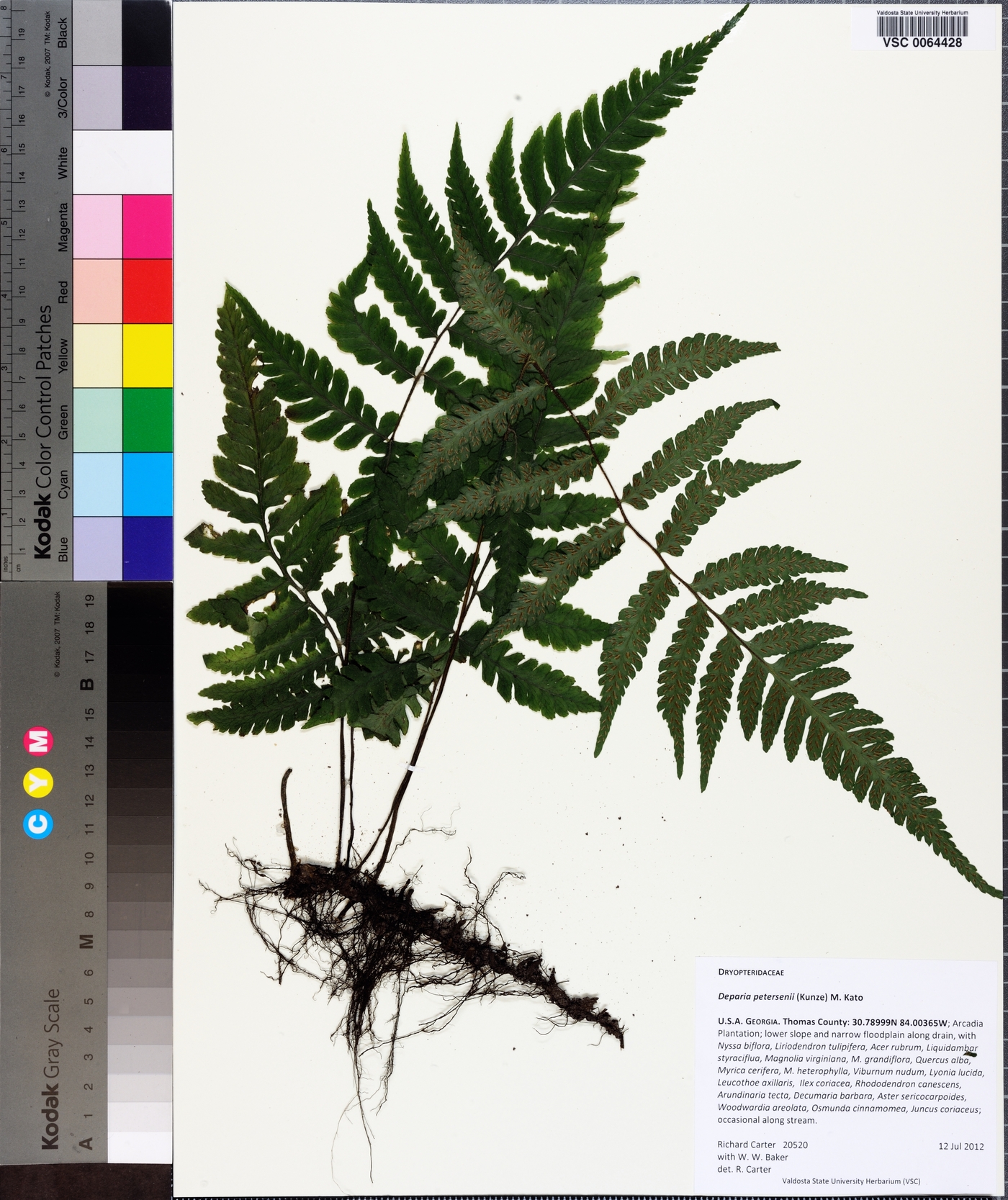 Deparia petersenii image