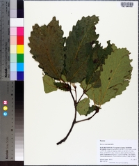 Quercus montana image