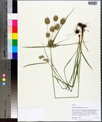 Cyperus lancastriensis image