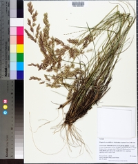 Eragrostis secundiflora image