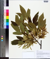 Fraxinus berlandieriana image