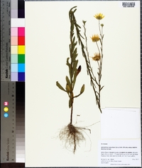 Heterotheca subaxillaris subsp. latifolia image