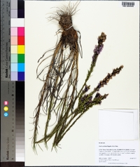 Liatris acidota image
