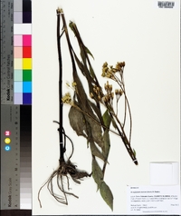 Arnoglossum ovatum image