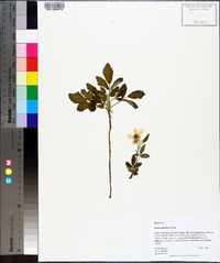 Rubus flagellaris image