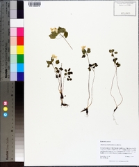 Thalictrum thalictroides image