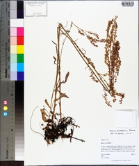 Rumex hastatulus image